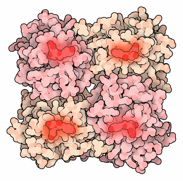 Red fluorescent protein dsRED, with chromophores in red.