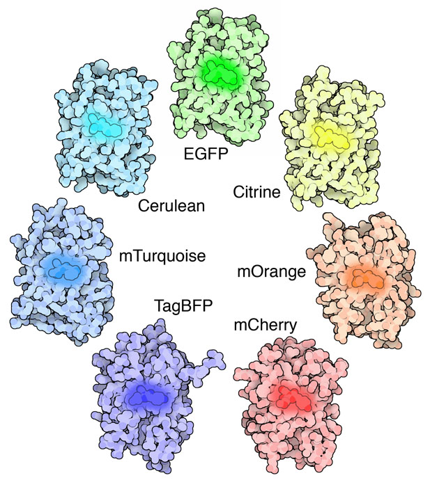 Examples of monomeric fluorescent proteins in rainbow colors.