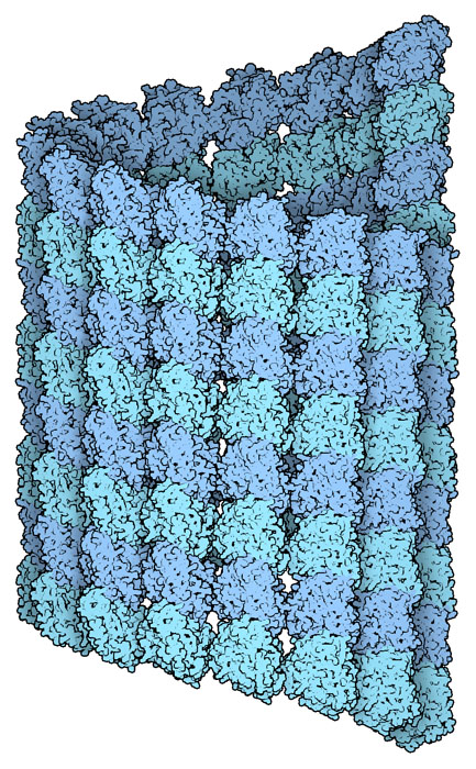 Tubulin assembled into a short microtubule.