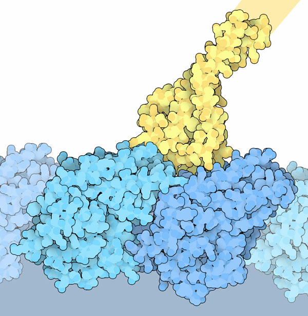 Microtubule-binding domain of dynein (yellow) bound to tubulin (blue).