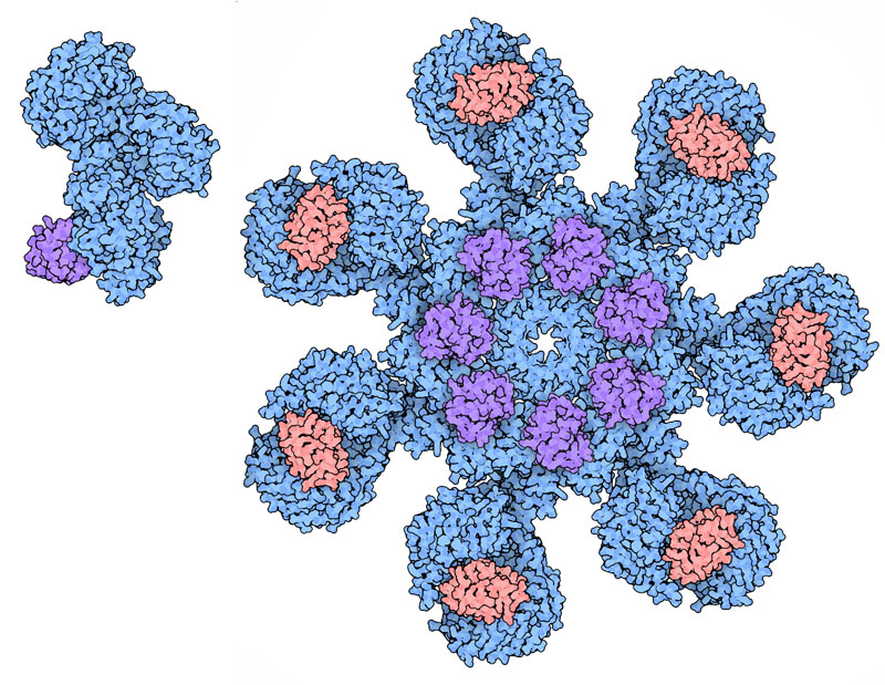 Inactive Apaf-1 (left) associates into the active form (right) when it associates with cytochrome c (red).