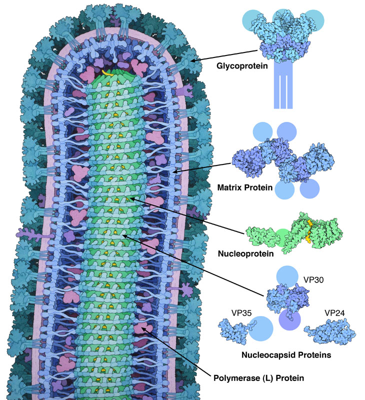 Cross section through ebola virus shows proteins in blue, green and magenta, the RNA genome in yellow, and the membrane in light purple. Atomic structures are shown on the right, with portions that have not been determined shown with schematic circles.