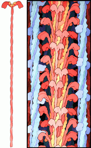 Illustration of myosin filaments in the muscle sarcomere.