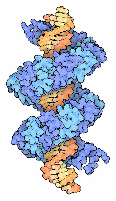DNA-reading domains of a TAL effector (blue) wrapped around DNA (orange).