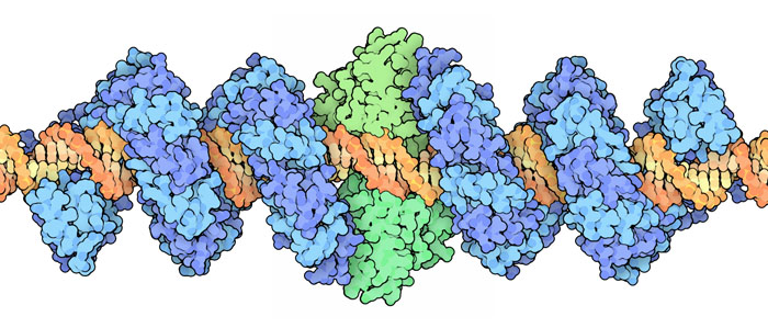 Model of an engineered TALE nuclease with the nuclease domain in green and the DNA-reading domains in blue.