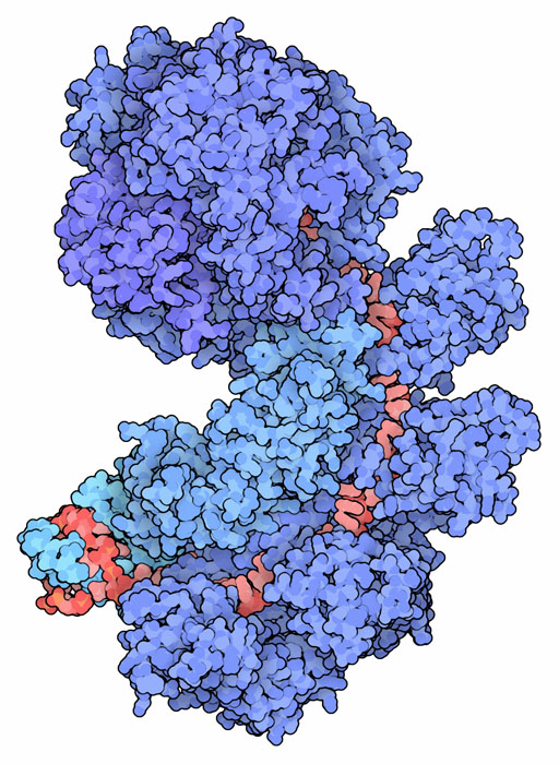 Cascade protein (blue) with bound CRISPR RNA (red).