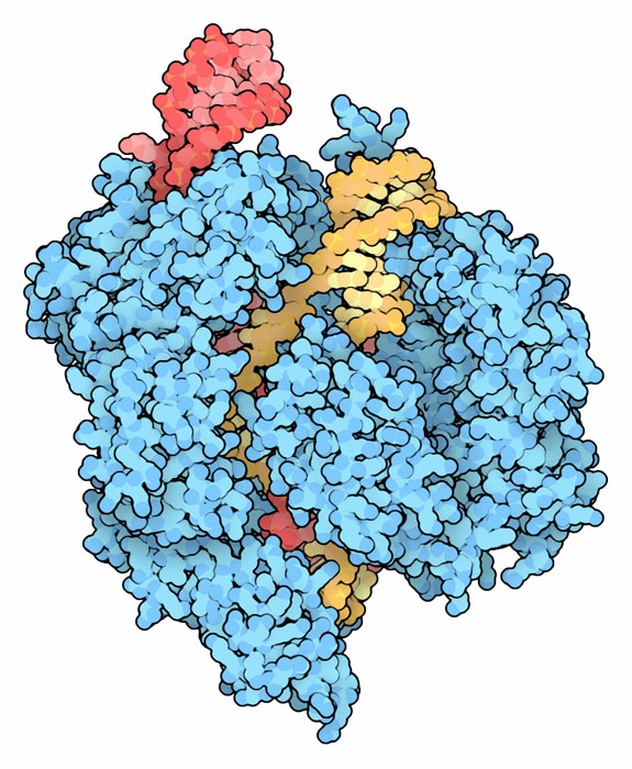 Cas9 protein bound to CRISPR RNA (red) and a target viral DNA (yellow).