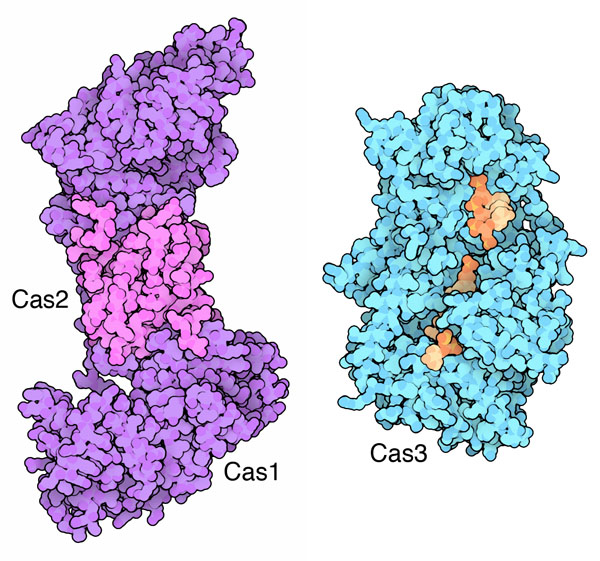 Cas proteins, with bound DNA in orange.