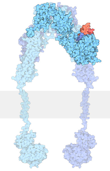 Extracellular portion of the insulin receptor (blue) bound to insulin (red).