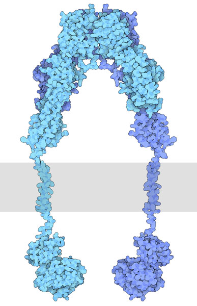 Insulin receptor, with the extracellular portion at the top, intracellular portion at the bottom, and the cell membrane shown schematically in gray.
