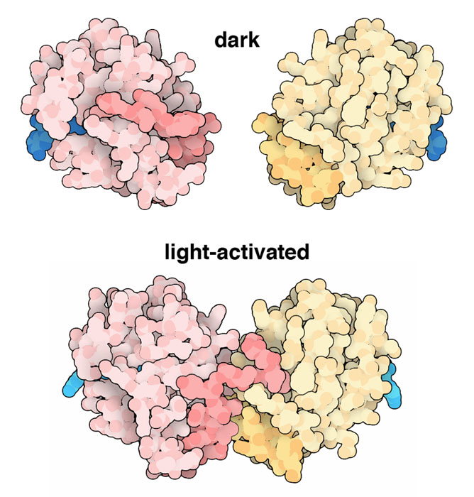 Vivid protein, with the chromophore in blue.