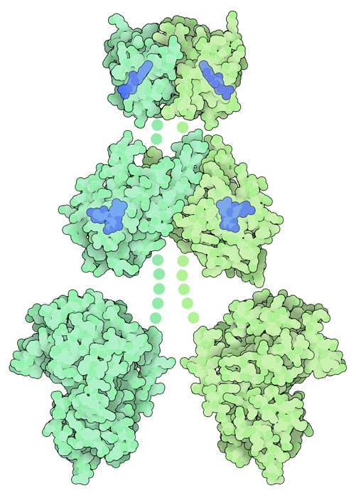 Phototropin protein, with chromophores in blue. Portions that are not included in the PDB entries are shown with schematic dots.