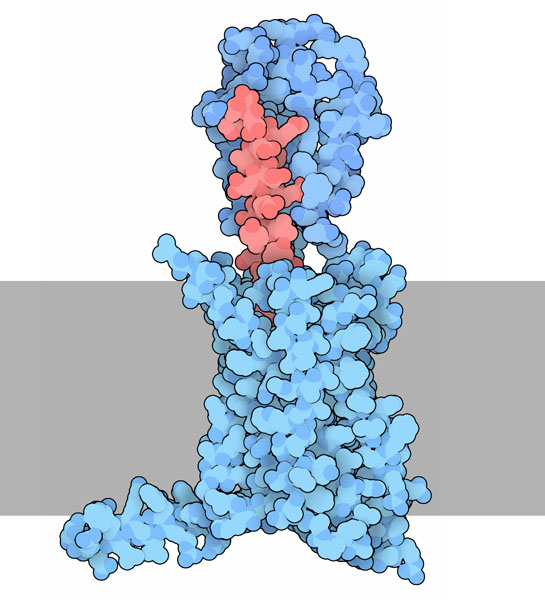 Glucagon receptor, with glucagon in red. The membrane is shown schematically in gray.
