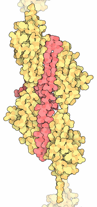 Telethonin (red) bound to the ends of two molecules of titin (yellow).