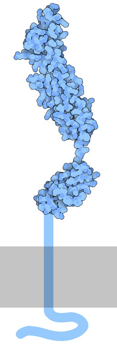 Receptor for advanced glycation end products. The portion spanning the membrane is not included in the structure and is shown here schematically.