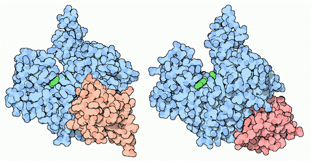 Actin bound to a domain of gelsolin (left) and to profilin (right).