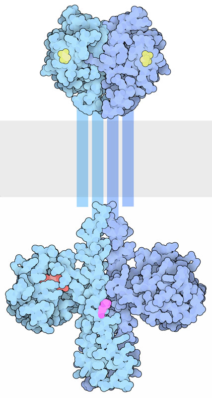 This picture combines portions from two different bacterial two-component proteins. A sensory domain is shown at the top with bound citrate molecules in yellow, and a histidine kinase domain is shown at the bottom with ATP in red and the histidine in magenta. The bacterial membrane is shown schematically at center.
