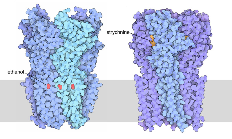 Bacterial ligand-gated channel with ethanol (left) and alpha-1 glycine receptor with strychnine (right). The nerve membrane is shown schematically in gray.