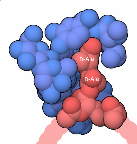 This structure includes vancomycin (blue) and a short analogue of a bacterial peptidoglycan chain (red).
