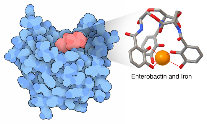 On the left, siderocalin is in blue, bound to the siderophore enterobactin in red. The bound iron ion is shown with an orange sphere at right.