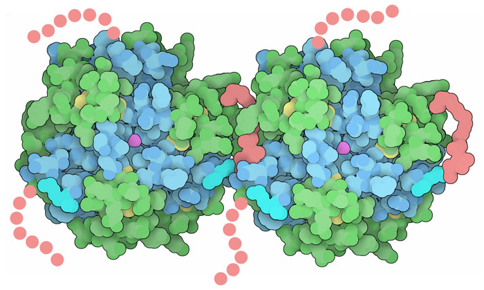 Degludec is a designer insulin with a long hydrocarbon chain (pink) attached at the C-terminus of each B-chain. These chains are apparently quite mobile and only two of the six are localized enough to be resolved in the crystallographic structure: one seen here on the right side of each hexamer, and the other hidden in this view.