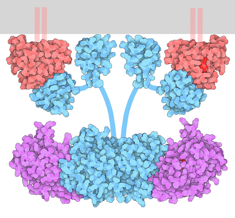 RAS is shown in red, RAF in blue, and MEK in magenta. Pieces that are not included in the structures, including lipid groups attached to RAS and the flexible linkers between domains in RAF, are shown schematically.