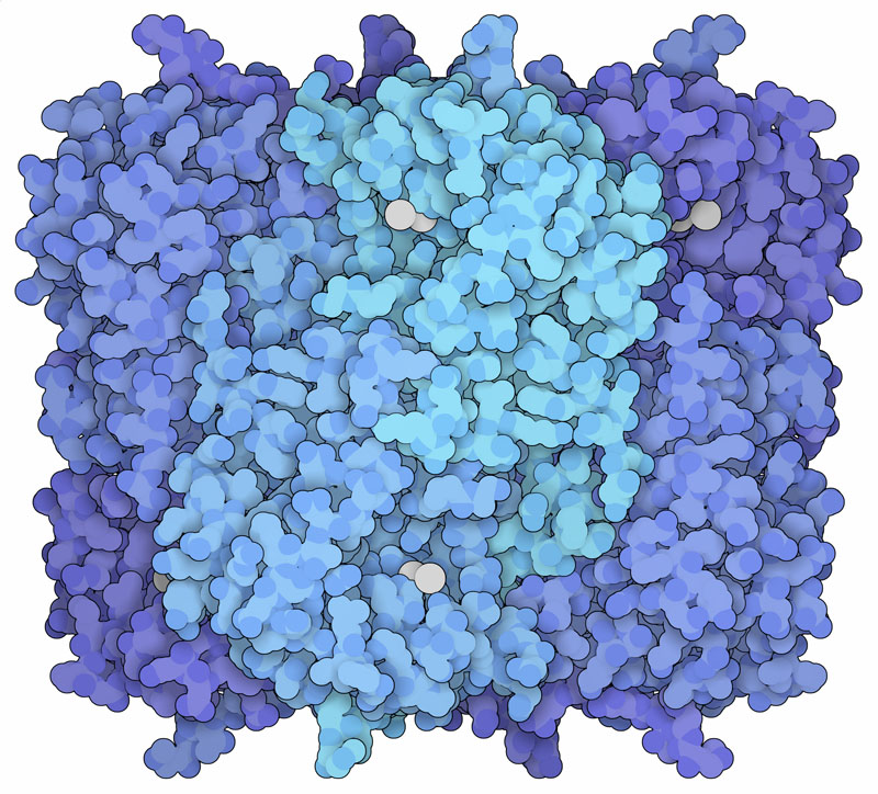 The enzyme 5-aminolaevulinic acid dehydratase (ALAD) is composed of eight subunits, each poisoned by two lead ions (gray spheres) in this structure.