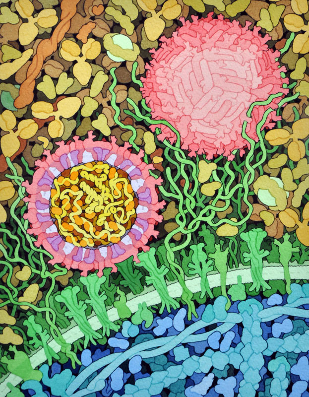 Zika virus is shown in cross section at center left. On the outside, it includes envelope protein (red) and membrane protein (magenta) embedded in a lipid membrane (light purple). Inside, the RNA genome (yellow) is associated with capsid proteins (orange). The viruses are shown interacting with receptors on the cell surface (green) and are surrounded by blood plasma molecules at the top.