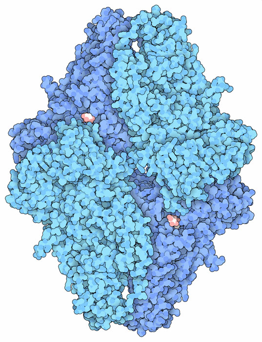 Beta-galactosidase consists of four chains, each with 1023 amino acids (blue), that form four active sites. The substrate/product allolactose (pink and white) can be seen here in two of these active sites. This structure is based on a high resolution (1.5 Angstrom) x-ray crystallographic study.