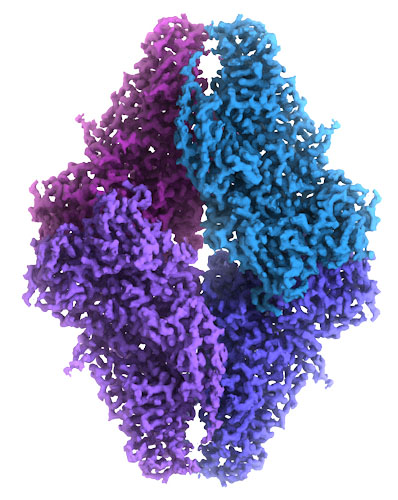 2.2 Angstrom resolution cryo-EM map of beta-galactosidase, from EMD-2984. Image courtesy of Veronica Falconieri and Siriam Subramaniam, National Cancer Institute. 