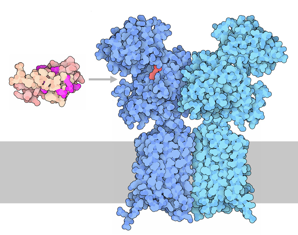 Several amino acids on the surface of monellin (shown here in magenta) are important for its sweet taste. It is thought to bind to sugar-sensing cleft of sweet taste receptor, which is similar to the glutamate receptor (shown here in blue).