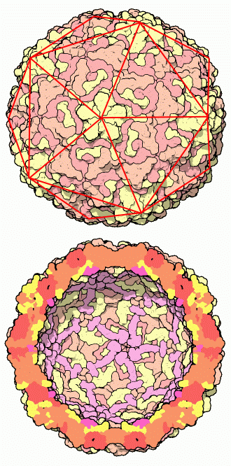 Rhinovirus capsid with icosahedral symmetry highlighted (top) and a cross section to show the interior (bottom).