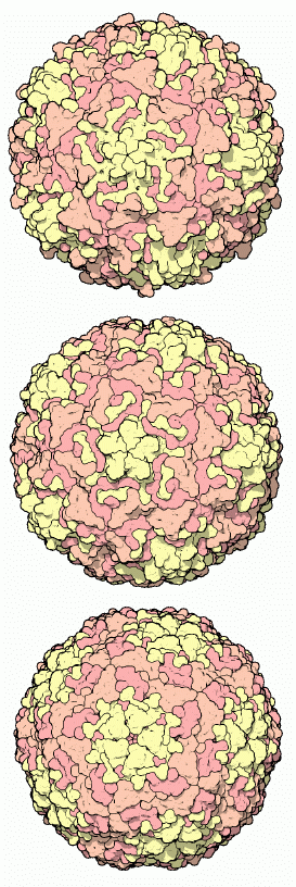 Picornaviruses: poliovirus (top), rhinovirus (center), and foot and mouth disease virus (bottom).