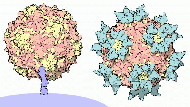 Rhinovirus bound to cell surface receptor (left) and coated with fragments of antibodies (right).