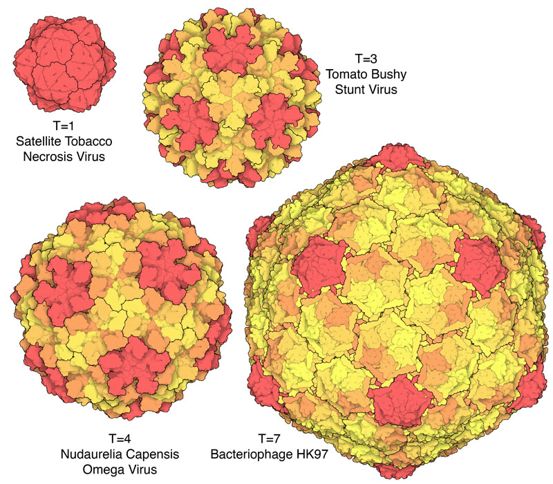 Icosahedral virus capsids. In each virus, all of the subunits are chemically identical, but they adopt a few different quasisymmetrical shapes, each colored differently here. Pentamers of subunits are colored red, and hexamers of subunits are colored in shades of yellow and orange.