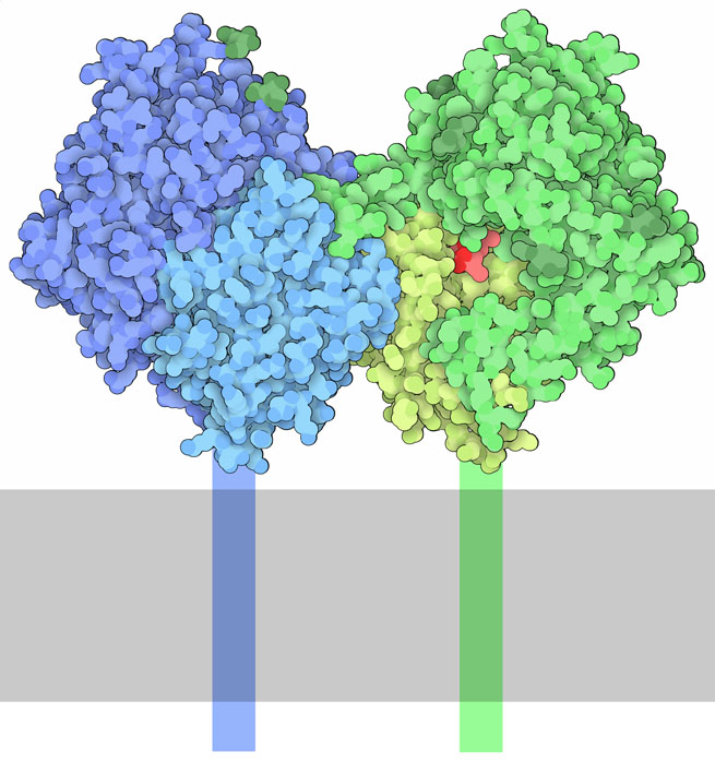 DPP4 is a dimer of two identical subunits, colored blue and green here. Each contains two domains: the domains at the top of each subunit are involved in interacting with other extracellular proteins, and the domains at the bottom carry the catalytic triad.