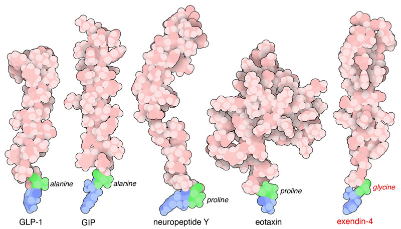 Substrates and inhibitor of DPP4. In the four substrates shown here, the two amino acids at the end, colored blue or green, will be clipped off and released as a dipeptide. Exendin-4, with a glycine at the second position, acts as an inhibitor.