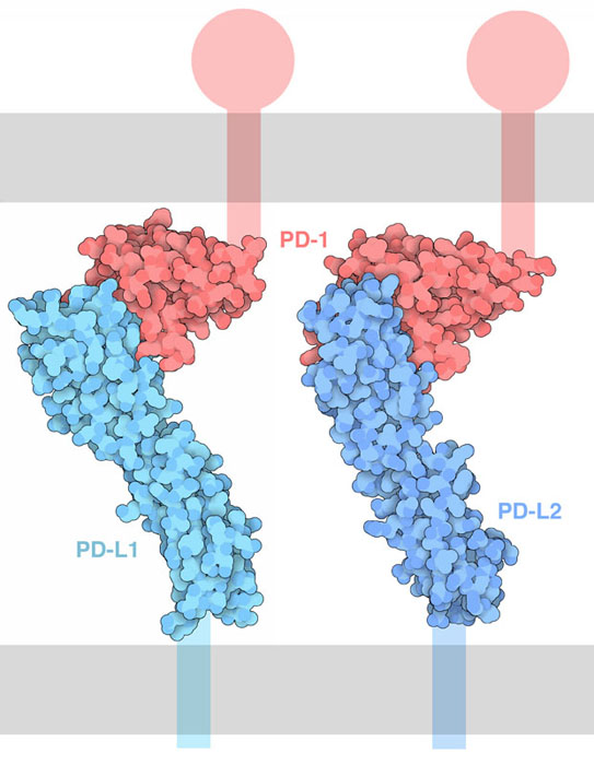 Interaction of PD-1 with its ligands PD-L1 and PD-L2. The cell membranes are shown schematically in gray, and the portions of the proteins not included in the structure are also shown schematically.