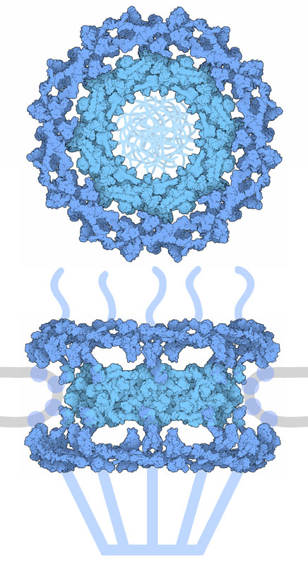 Core of the nuclear pore complex. Several portions are not included in the structures (shown here schematically), including a tangle of unstructured chains that fill the central pore, proteins that interact with the nuclear membrane and chains that extend upwards and downwards on either side of the complex.