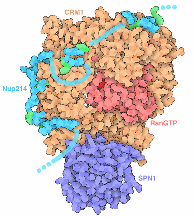 A short piece of the nucleoporin Nup214 (turquoise, with FG repeats in green) is bound to the nuclear export protein CRM1 (orange), which is carrying the protein SPN1 as cargo. Ran (pink) binds to GTP and regulates the transporter.