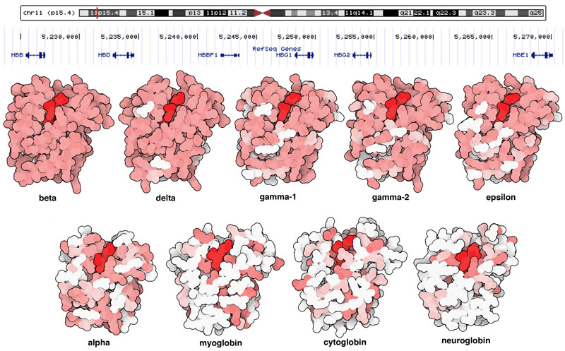 A cluster of beta-like hemoglobin genes is found in the human genome on chromosome 11, as shown at the top from the  UCSC Genome Browser. The structures reveal that they are quite similar, with small mutations that tune the function for their tasks in embryonic, fetal, and adult life. The four globins at the bottom have different functions, as reflected in their quite different sequences. PDB entries 2hhb,  1shr, 1i3d, 1fdh, 1a9w, 3rgk, 1ut0, 1oj6,  all are colored based on differences with the hemoglobin beta-chain.