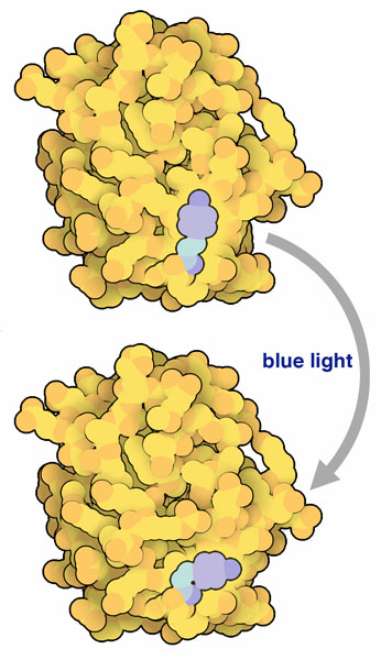 This structure of photoactive yellow protein, solved by time-resolved Laue crystallography, includes a 50-50 mixture of the ground state (top) and the light-activated state (bottom).