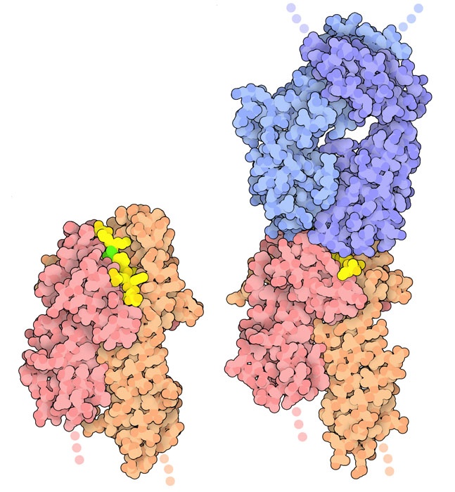 Deaminated gluten peptides (yellow, with deaminated glutamine in green) are displayed by HLA (orange and pink) and recognized by T-cell receptors (blue).