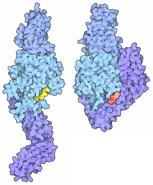 Tissue transglutaminase in the active (left) and GTP-bound inactive (right) conformations. An inhibitor that mimics gluten is shown in yellow and GTP is shown in red.