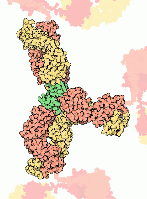 Three antibody Fab fragments that bind to lysozyme (green).