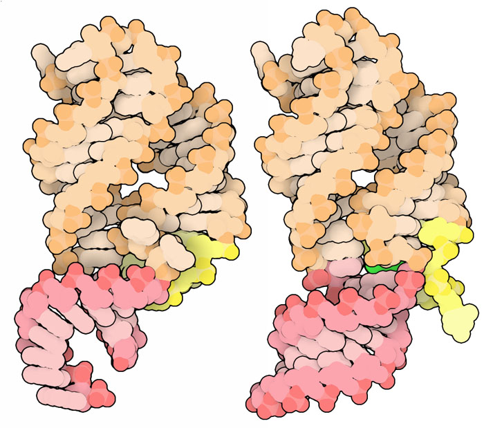 Adenine riboswitch aptamer domain before binding of adenine (left) and with adenine (right). The “latch” region (yellow) undergoes a large change to accommodate binding of adenine, and the “stem” region (red) forms a stable double helix.