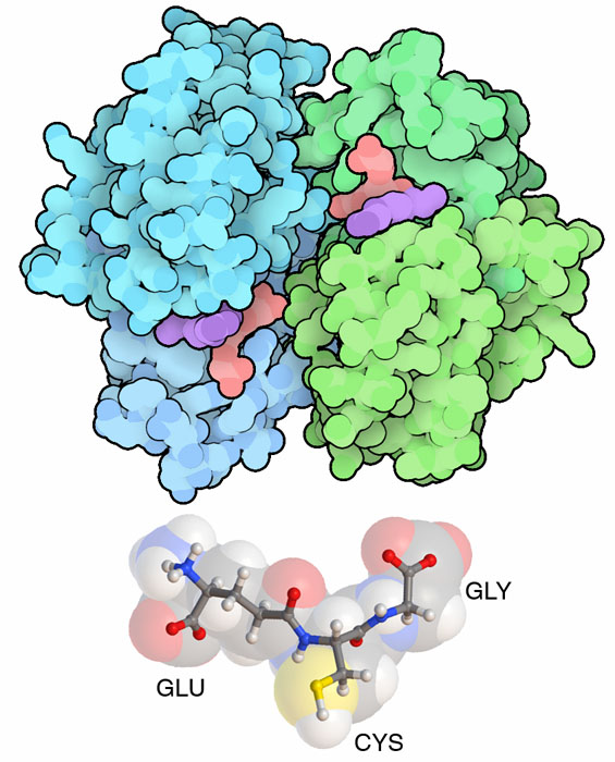 Top: glutathione transferase, with glutathione in red and  a toxic molecule in purple. Bottom: glutathione is built of three amino acids.