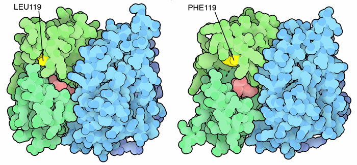 Wild type (left) and DDT-resistant mutant (right) forms of mosquito glutathione transferase.