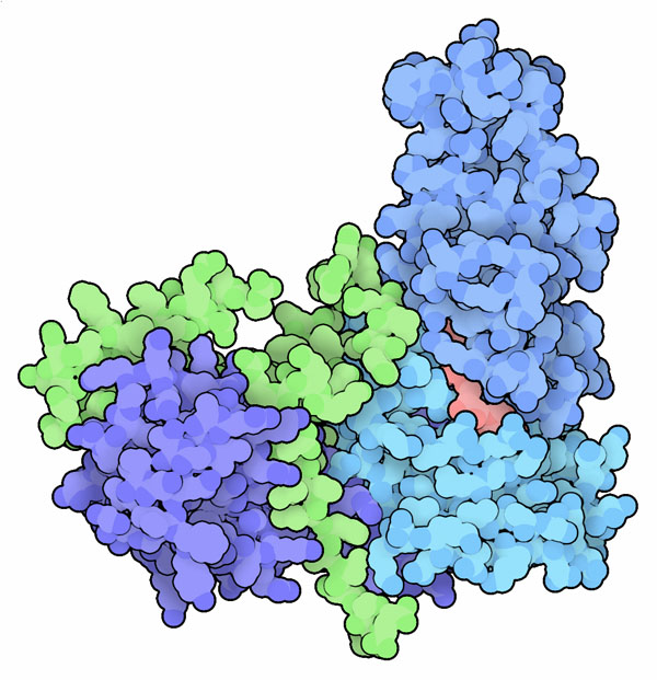 Sir2 (shades of blue) bound to NAD (red) and a domain from Sir4 (green).