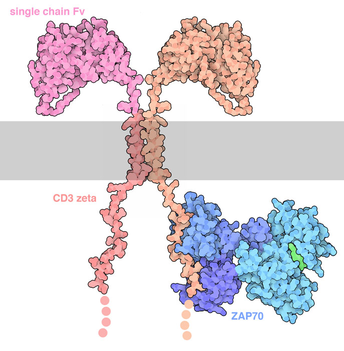 This model of a chimeric antigen receptor is composed of a single-chain antibody Fv connected to a portion of CD3 zeta. It is shown in complex with the signaling molecule ZAP70. Four PDB entries were used to create the illustration: 2kh2, 2hac, 2oq1, and 2ozo.